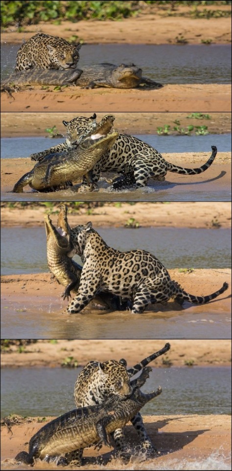 Jaguar Vs Lion - Battles - Comic Vine
